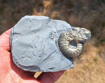 Pyriet Ammoniet - Gefossiliseerd dier - Arieticeras
