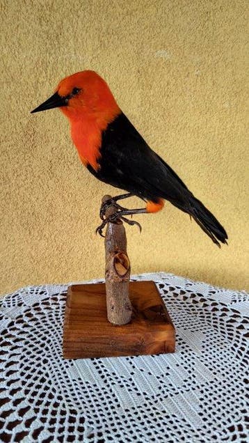 Merlo met een scharlaken kop Taxidermie volledige montage -