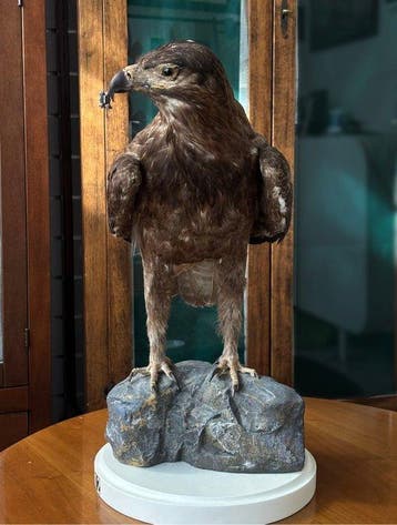Aquila rapace Taxidermie volledige montage - Aquila rapax -, Nieuw