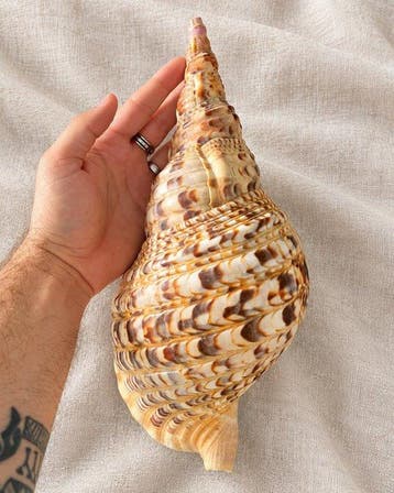 Gastéropode Coquillage marin - Charonia Tritonis XL - 32cm