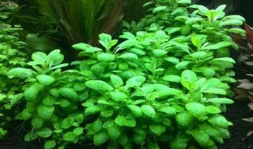 Tropica Lobelia cardinalis Mini - In Vitro, Verzenden, Nieuw