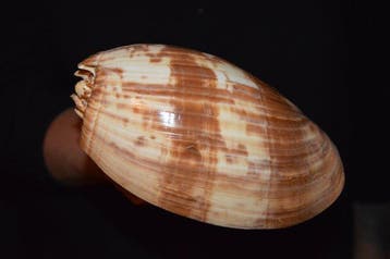 Zeeslak Zeeschelp - S-542 MELO AMPHORA (Zonder minimumprijs)