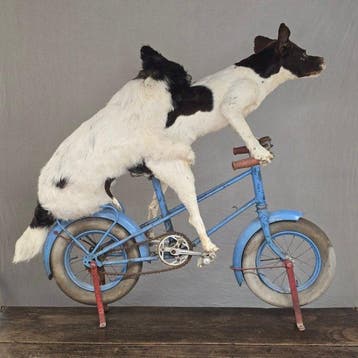 Hond Taxidermie volledige montage - Canis lupus familiaris., Nieuw