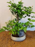 Liguster bonsai (Ligustrum) - Hoogte (boom): 41 cm - Diepte