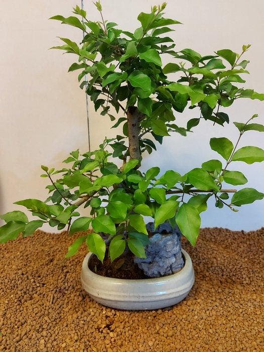 Liguster bonsai (Ligustrum) - Hoogte (boom): 41 cm - Diepte, Antiquités & Art, Curiosités & Brocante