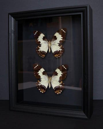 Vlinder Taxidermie volledige montage - Papilio euchenor - 25, Verzamelen, Nieuw