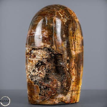Versteend hout vrije vorm – Een uniek natuurkunstwerk uit