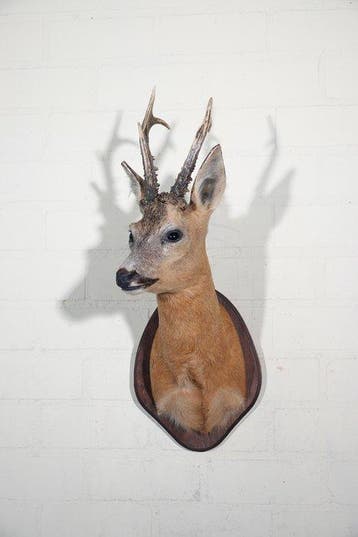 Roebuck Schedel - Capreolus capreolus - 32 cm - 68 cm - 25, Verzamelen, Dierenverzamelingen, Nieuw