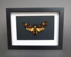 Mot Taxidermie volledige montage - Acherontia atropos - 18