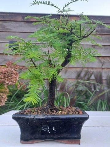 Metasequoia bonsai dans un bol à bonsaï - Hauteur (arbre) :