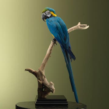 Blauw-Gele Ara Taxidermie Opgezette Dieren By Max, Ophalen of Verzenden, Nieuw, Vogel, Opgezet dier