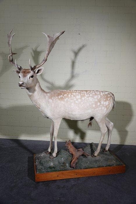 Cerf élaphe monté en pose complète Crâne - Dama dama - 140, Verzamelen, Dierenverzamelingen