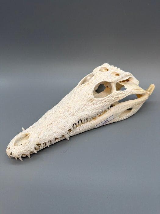 Nijlkrokodil Schedel van een reptiel - Crocodylus niloticus, Antiek en Kunst, Curiosa en Brocante