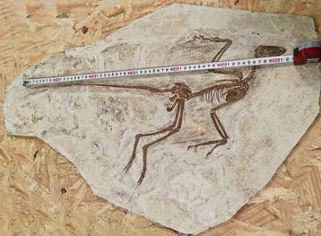 Een dinosaurus met zeldzaam donkerbruine botten. -