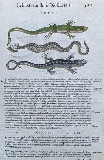 Sauri: lucertola, vipera, scinco ecc. - 1565