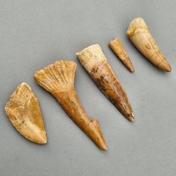 Dinosaure - Dents fossiles - Spinosaur, Carcharodontosaur,