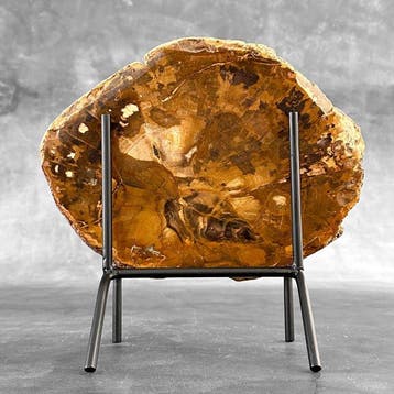 Prachtige schijf versteend hout op een op maat gemaakte