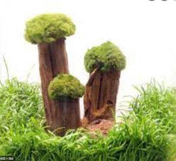 Dennerle Shrimp Tree, Dieren en Toebehoren, Vissen | Aquaria en Toebehoren, Verzenden, Nieuw