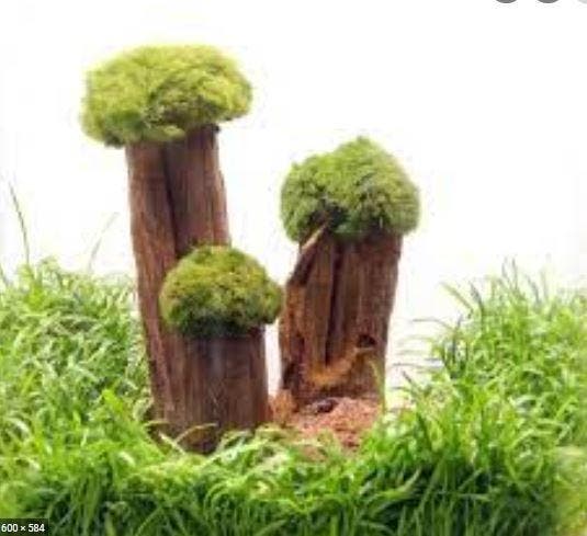 Dennerle Shrimp Tree, Dieren en Toebehoren, Vissen | Aquaria en Toebehoren, Nieuw, Verzenden