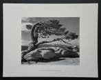 Ansel Adams (1902–1984) - 2 tirages : Jeffrey Pine,