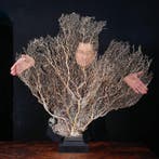 Reusachtige witte gorgonia - Venus waaier - gorgonia