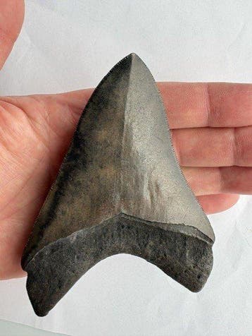 Megalodon - Fossiele tand - Otodus Megalodon - 12.6 cm - 8, Verzamelen, Mineralen en Fossielen