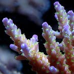 Acropora Valida Frag (Ong. 2-3 cm)