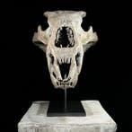 Geen minimumprijs - Een replica van een ijsbeer schedel op, Antiek en Kunst