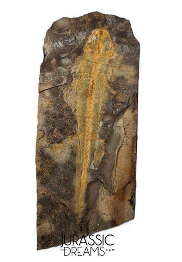 Museumwaardige zeldzame Jeholotriton paradoxus - primitieve
