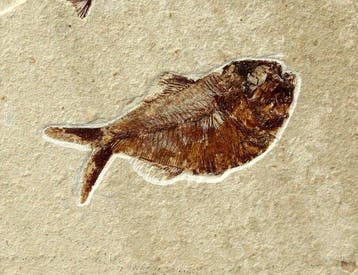 Prachtigste fossiele vis op steen - - Gefossiliseerd dier -