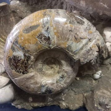 Groep van ammonieten en Nautilus - Gefossiliseerde schelp -, Verzamelen