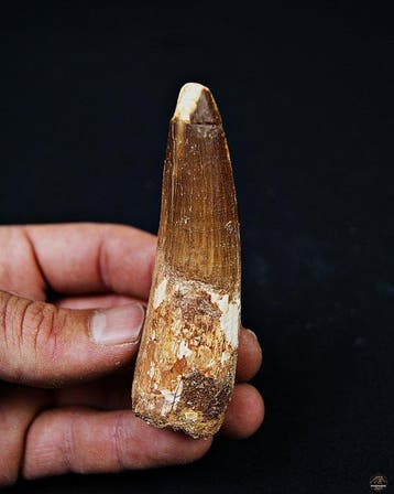 Spinosaurus - Fossiele tand - Spinosaurus aegyptiacus