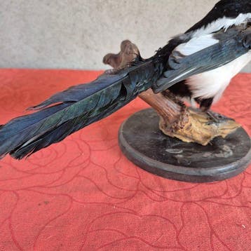 Pie Support mural pour taxidermie - Pica pica - spécimen