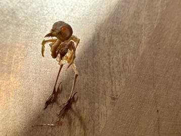 Vogel Taxidermie volledige montage - Orthotomus ruficeps - 7, Nieuw