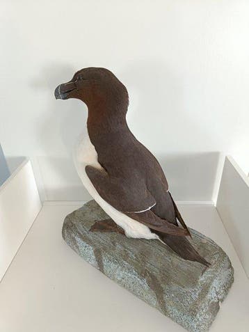 alk Taxidermie volledige montage - Alca torda - 33 cm - 37, Verzamelen, Nieuw