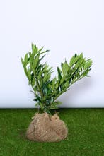 Laurier - Prunus Laurocerasus ‘Otto Luyken’ 30t/m70cm ACTIE!, Tuin en Terras, Ophalen of Verzenden