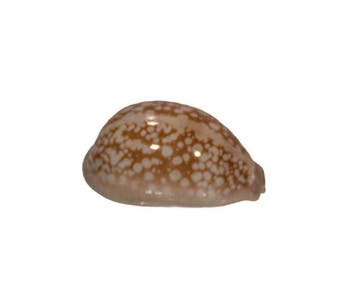 Geërodeerde Kauri: Cypraea erosa (41 mm) – uitzonderlijk
