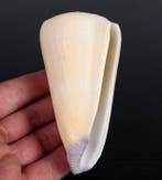 Prachtige schelp, verzamelobject Zeeschelp - Conus Virgo XXL, Nieuw