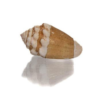 Australische endemiet: Conus dorreensis (32 mm)  Coral Bay, Nieuw