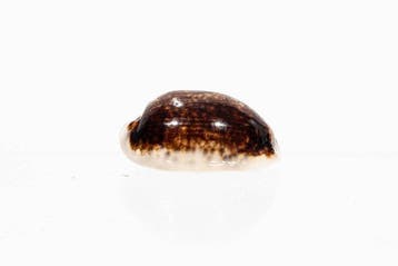 Mauritia eglantina eglantina | Snelle zwarte kauri -, Verzamelen, Dierenverzamelingen, Nieuw