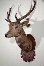 Grand cerf rouge - tête montée sur un bouclier Support mural
