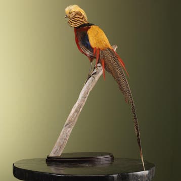 Goudfazant Taxidermie Opgezette Dieren By Max, Ophalen of Verzenden, Nieuw, Vogel, Opgezet dier