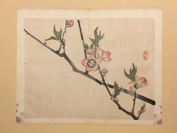 Antieke Japanse houtblok prent van de Japanse kersenbloesem