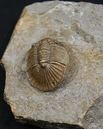 Trilobite - Animal fossilisé - Top Rara especie Platy