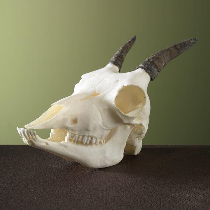 Steenbok Ibex Schedel Taxidermie Opgezette Dieren By Max, Verzamelen, Dierenverzamelingen, Opgezet dier, Nieuw, Wild dier, Ophalen of Verzenden