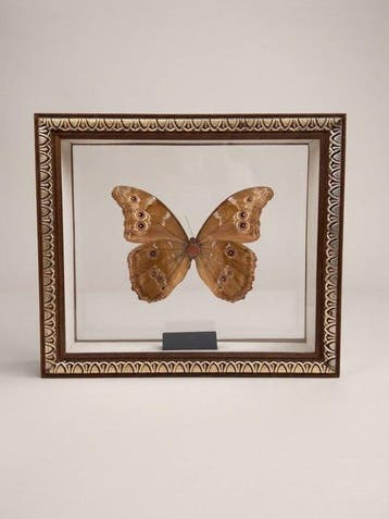Papillon Support mural pour taxidermie - Morpho Didius - 22