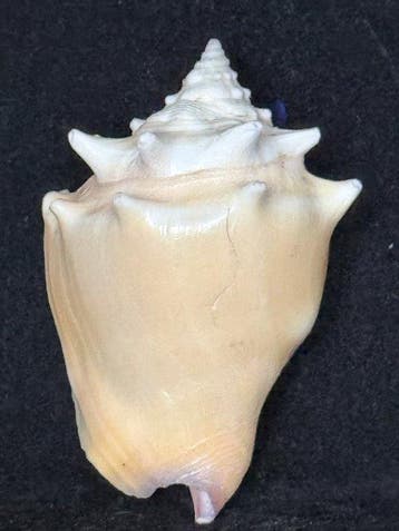 Escargot de mer Coquillage marin - S-622 STROMBUS PUGILIS