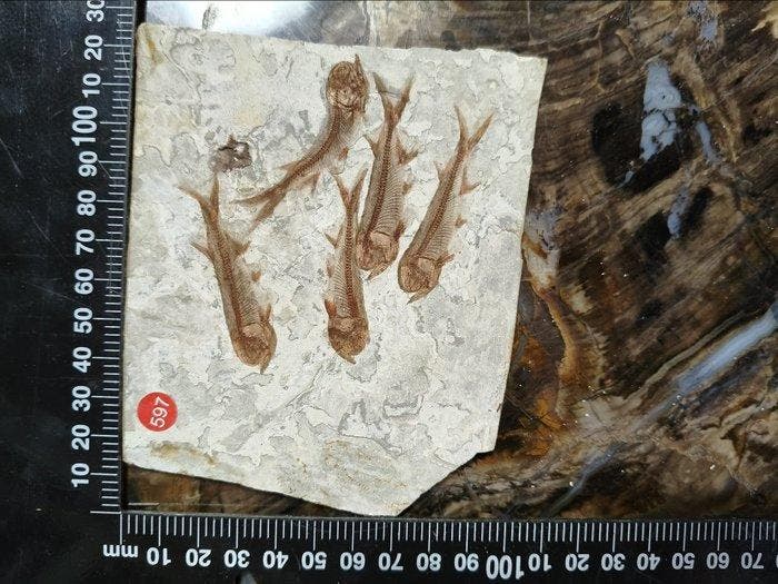 Wolf Fin Fish - Squelette fossile - Lycoptera davidi (Sans, Antiek en Kunst, Curiosa en Brocante