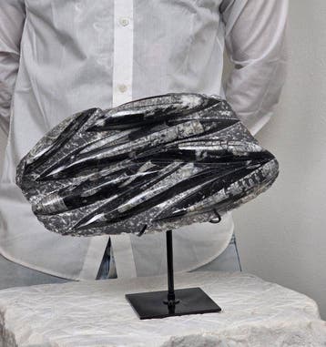 Orthoceras - Gefossiliseerd dier - 28 cm - 16 cm