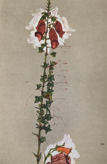 Egon Schiele (1890-1918) (after) - Roter Fingerhut (1910)